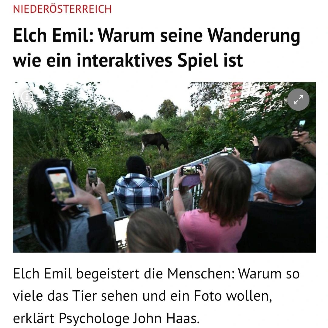 KURIER über die österreichische Elch-Mania
